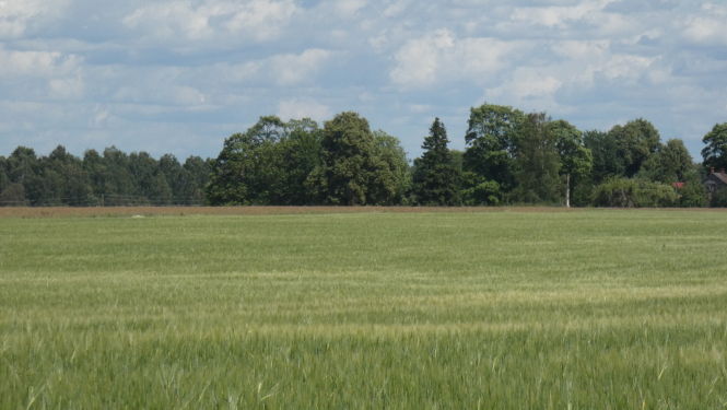 Labības lauks, mākoņainas debesis, tālumā mežs