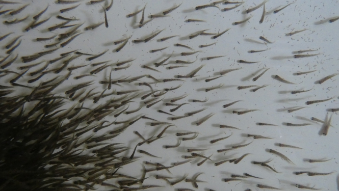 smolti