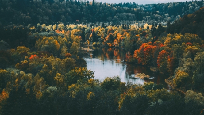 Gauja