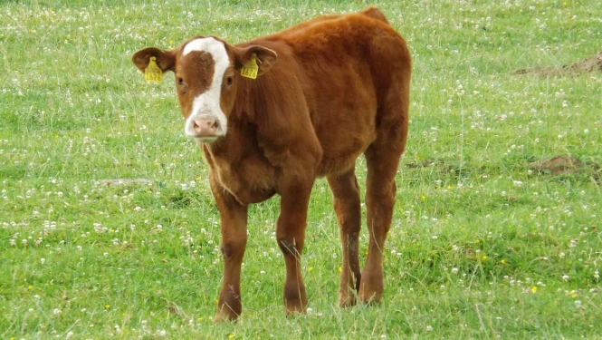 Telēns ganībās