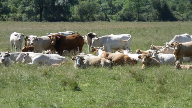 Govis ganībās