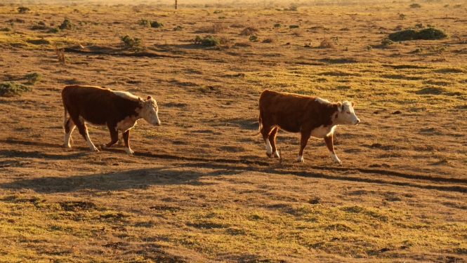 Govis izdegušā pļavā