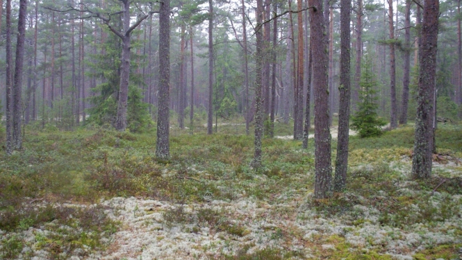 priežu sils dūmakainā saltā rītā