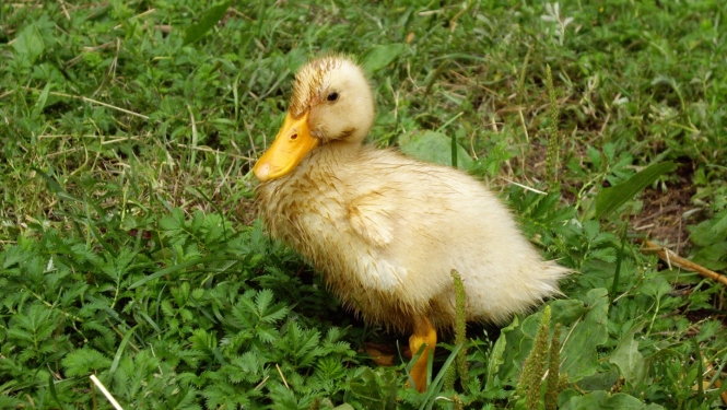Pīlēns
