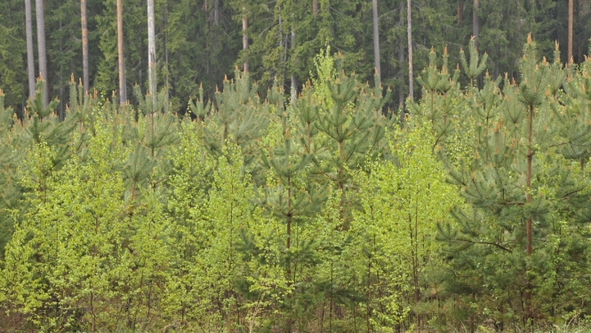 Jaunaudze