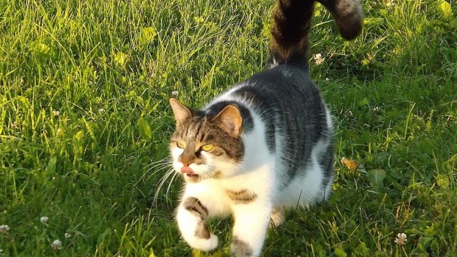 Kaķis