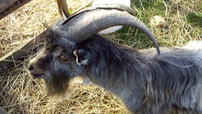 kaza