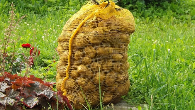 Kartupeļu maiss