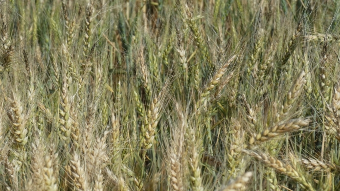 Labība