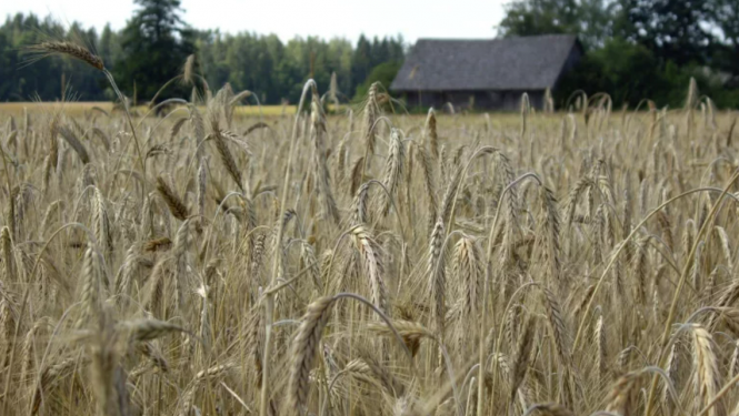 a field of crops