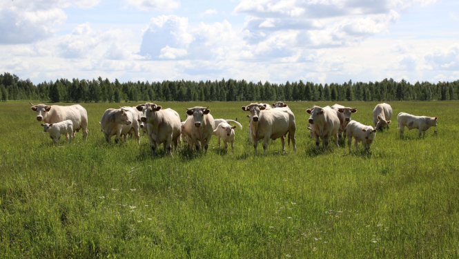 Gaļas liellopi ganībās