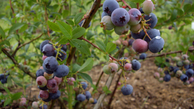 Krūmmellenes, stādījums