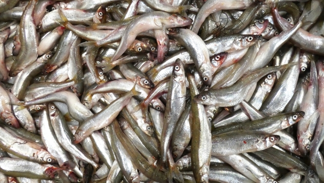 Brētliņas