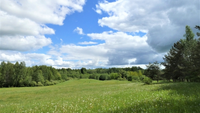 viļņaina pļava vasaras vidū meža pudura ielokā