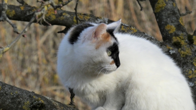 balta kaķene ar raibu purniņu tup ābeles zarā