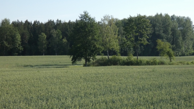 labības druva vasaras vidū