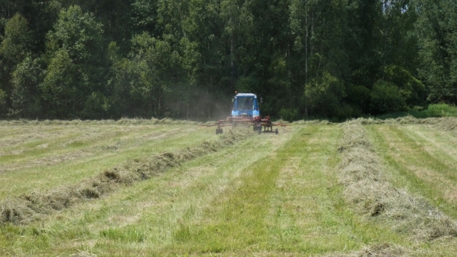 traktors brauc pa pļavu un apvērš lopbarības siena vālus tā žāvēšanai