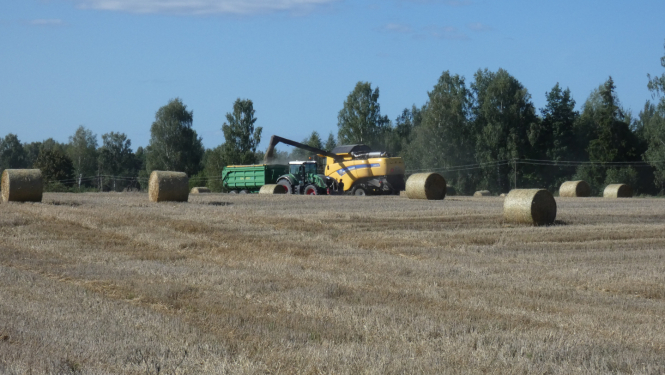 Ruļļo salmus uz lauka tehnika