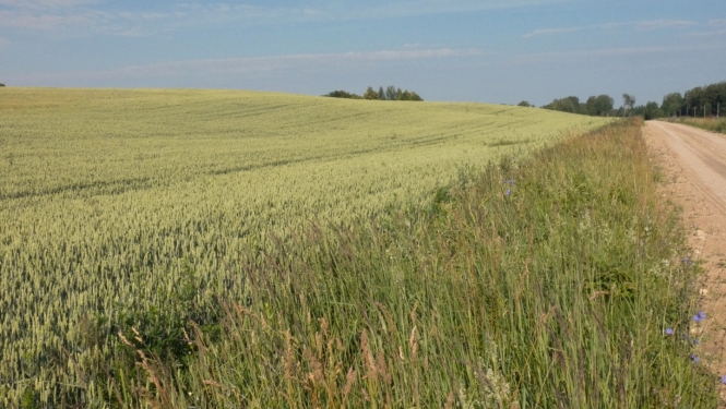 briestošas labības lauks vasarā