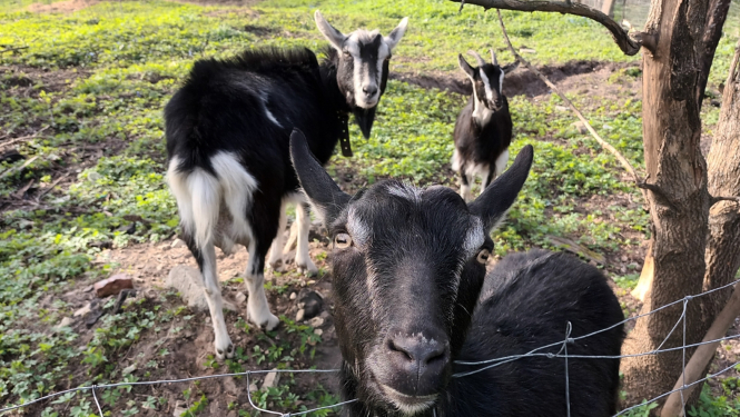 Trīs kazas nožogotā teritorijā