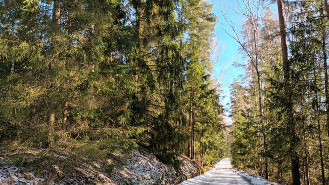 Sniegots meža ceļš