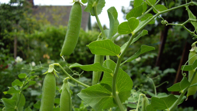 Zaļie cukurzirņi ar pāksti
