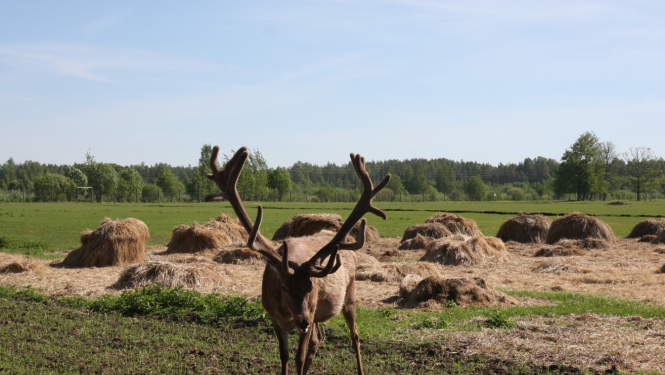 Hroniskās novājēšanas slimības ierobežošanas pasākumi briežu dzimtas dzīvnieku īpašniekiem nemainās