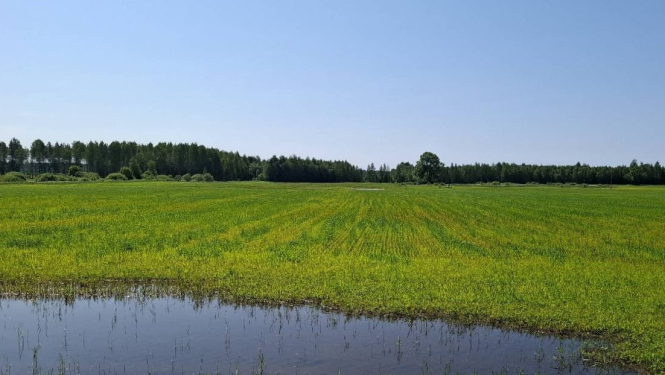 Applūdis labības lauks