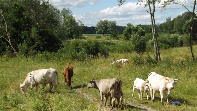 Neliels govju ganāmpulks pļavā ar kokiem un krūmiem 