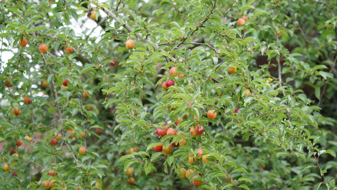 Kupla zaļa ābeles lapotne ar nelieliem sārtiem ābolīšiem 