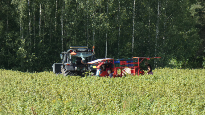 Ražas novākšana, grupa cilvēku strādā kopā aiz traktora
