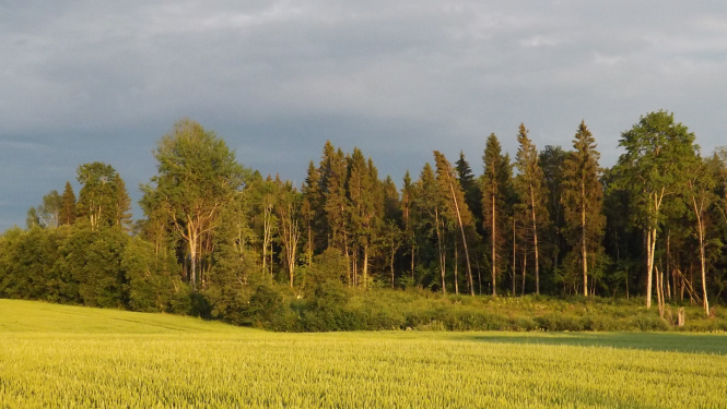 Labības lauks mežmalā