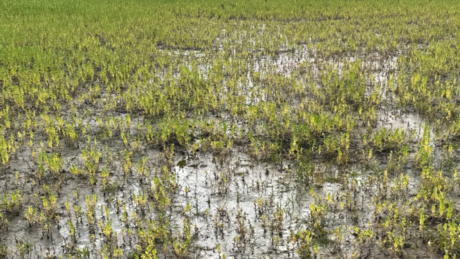 Applūduši sadīguši sējumi