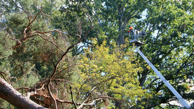 Kokkopis liela koka lapotnē