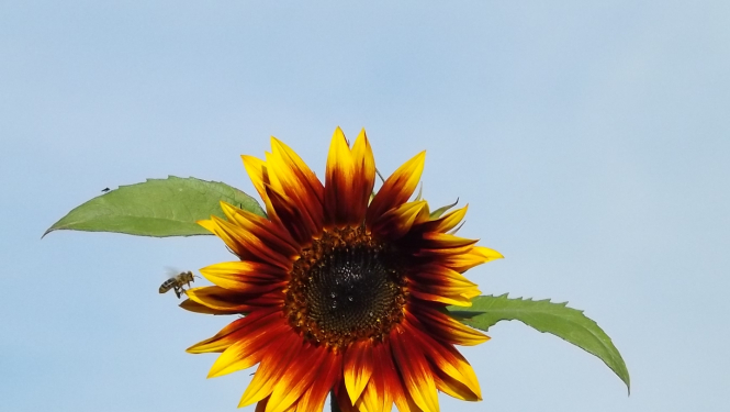 Bite lido uz saulgriezi 