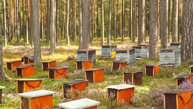 bišu dravas stropi priežu silā saulanasaras dienā