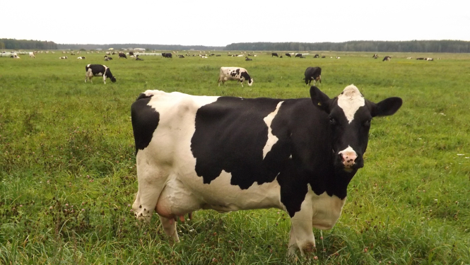 Melnbalta gotiņa ganībās