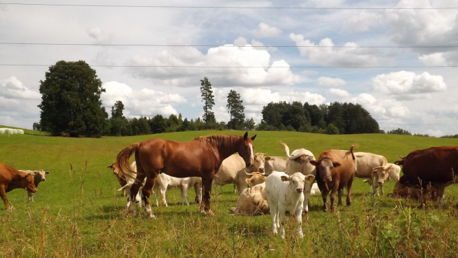 Goju ganāmpulks ar zirdziņu