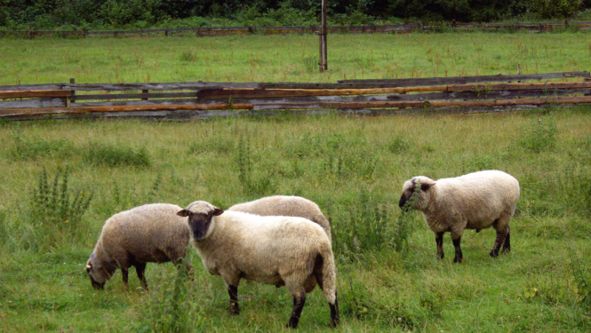 Četras aitas ganībās