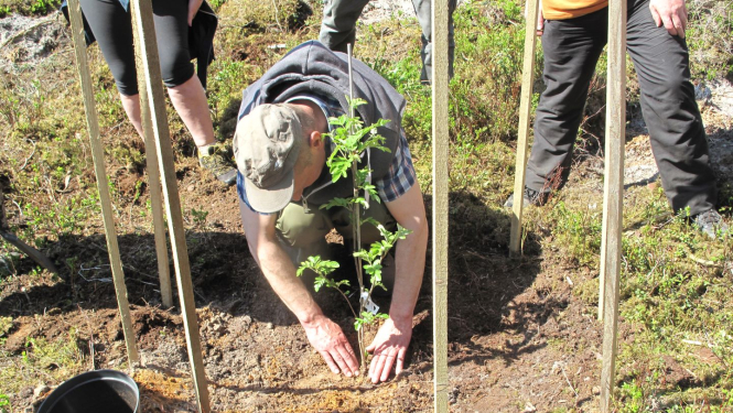Cilvēks stāda koku