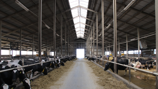 piena govis lielā kūtī