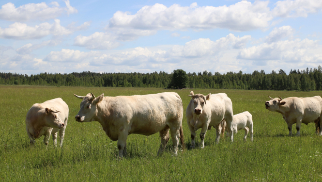 Baltas govis pļavā