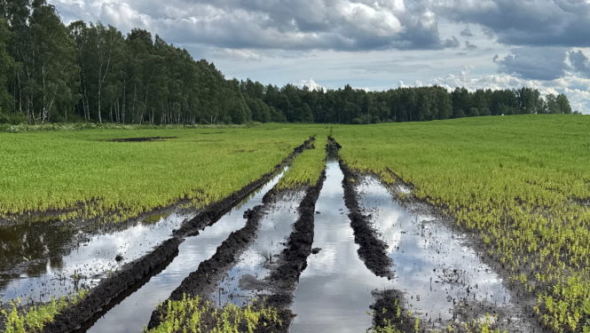 Izbraukātas riepu pēdas slapjā laukā