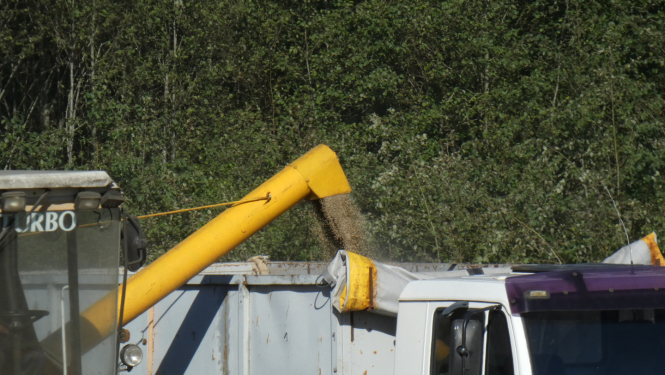 Tīrumā no kombaina graudi tiek pārkrauti kravas automašīnā. 