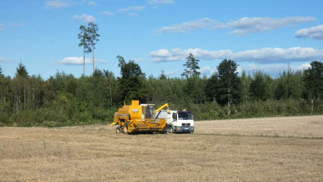 Kombains lauka vidū kuļ labību 