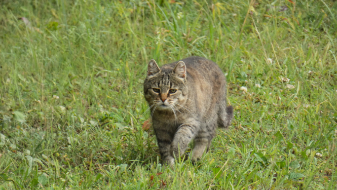 Pelēks svītrains kaķis pļavā