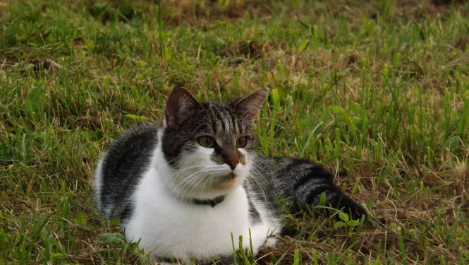 Kaķis pļavā guļ un vēro