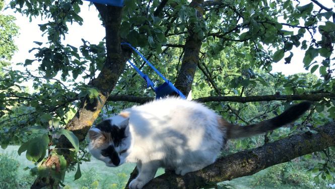 Melnraibs kaķis kokā