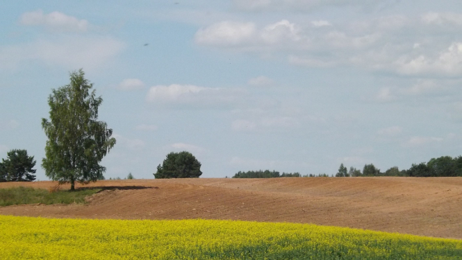 Lauks, sējums, pakalns, bērzs