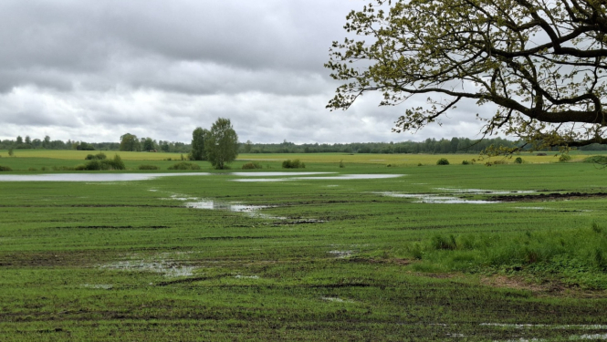Applūdis labības tīrums